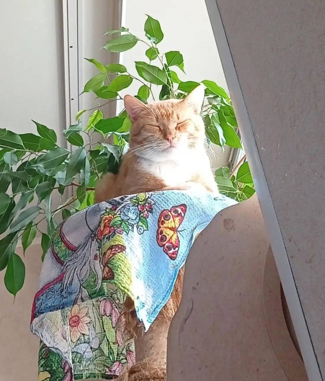 Пропал рыжий кот Хатико, Баранково