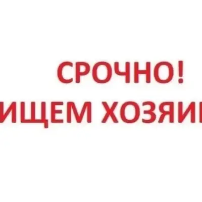 Найденна собака, Талажское шоссе