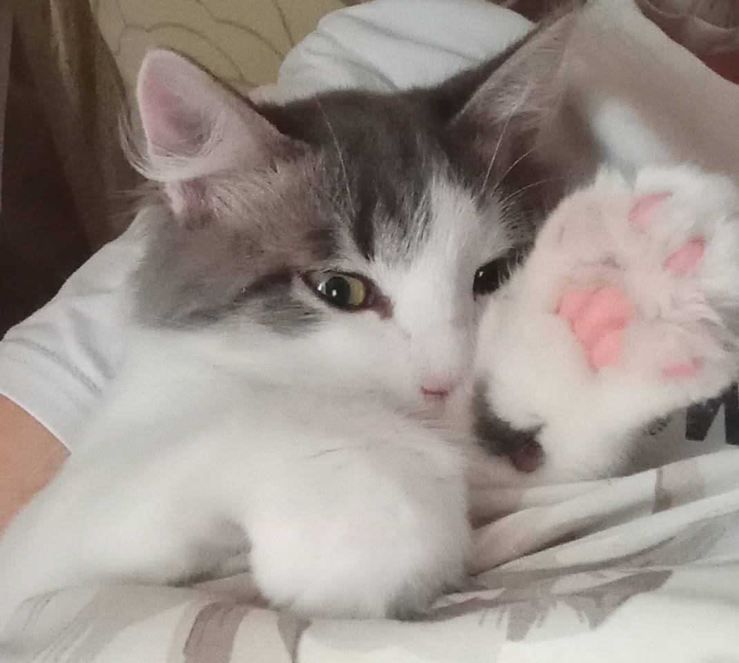 Пропал котёнок Люций