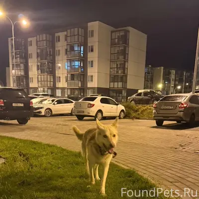 Найден тип собака, Древлянка