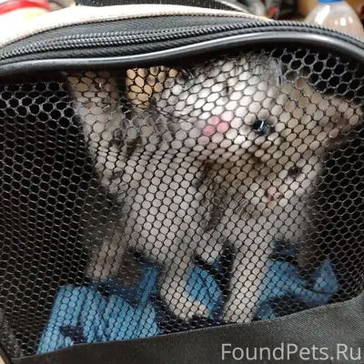 Найденны котята, трасса