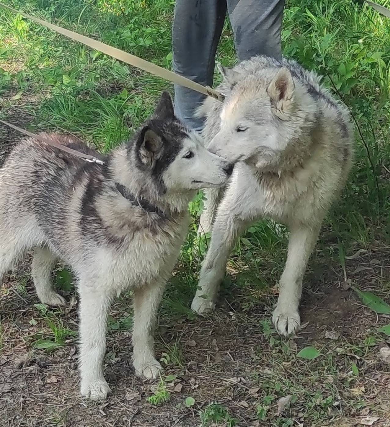 Пропали Хаски, кабель и сука, в ошейниках