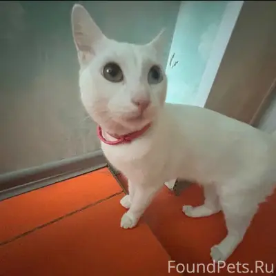 Пропал кот, Комсомольский проспект