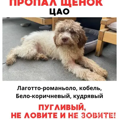 Пропал лаготто-романьоло, Девичье поле