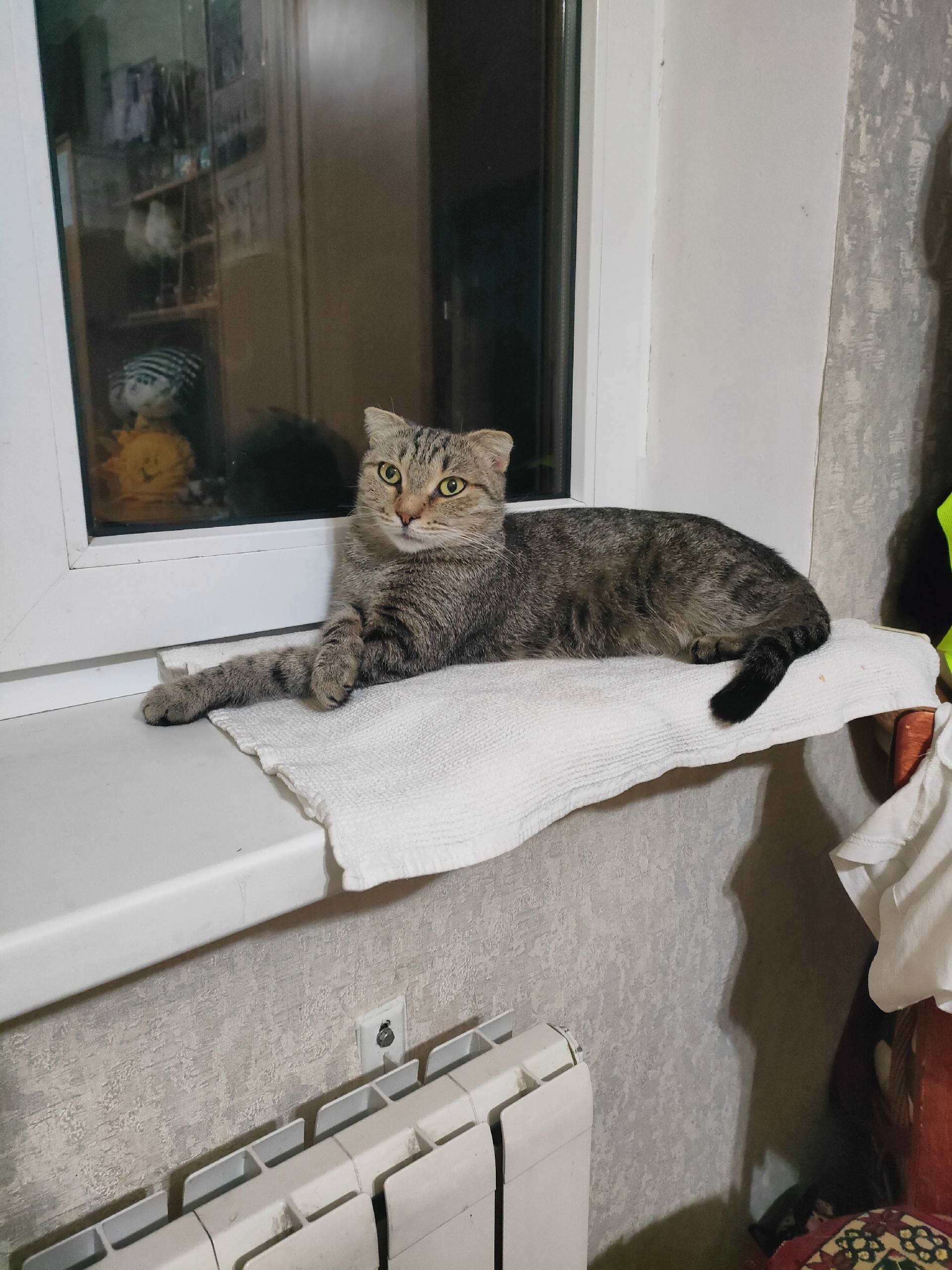 Найдена кошка, 9 мкр