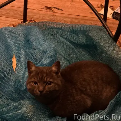 Нашли кота