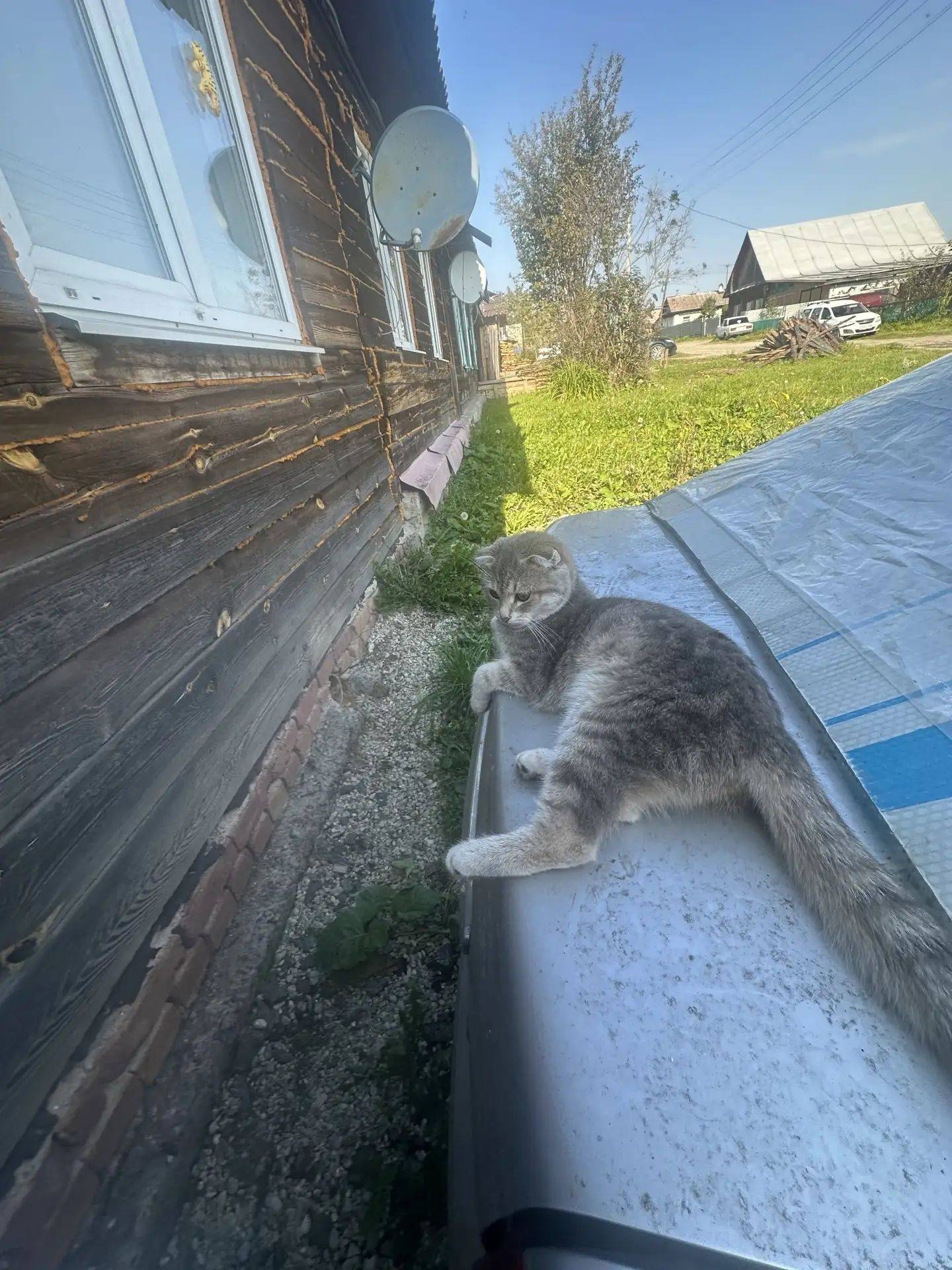 Пропала вислоухая кошка, серый окрас