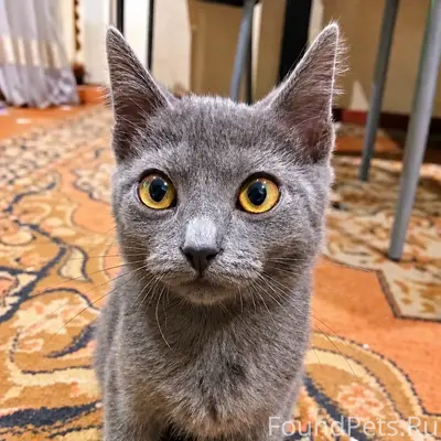 Найдена кошка