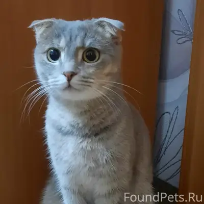 Найдена кошка, около апз