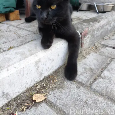 Найден котёнок, Фокинский район