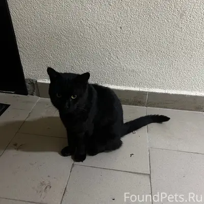 Найден кот, Советская 18
