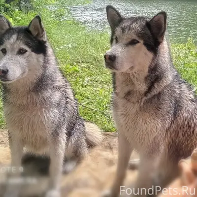 Пропали маламуты Тамир и Тайга, снт Гераклея 2