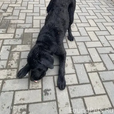 Найден пёс, Майма, Подгорная улица
