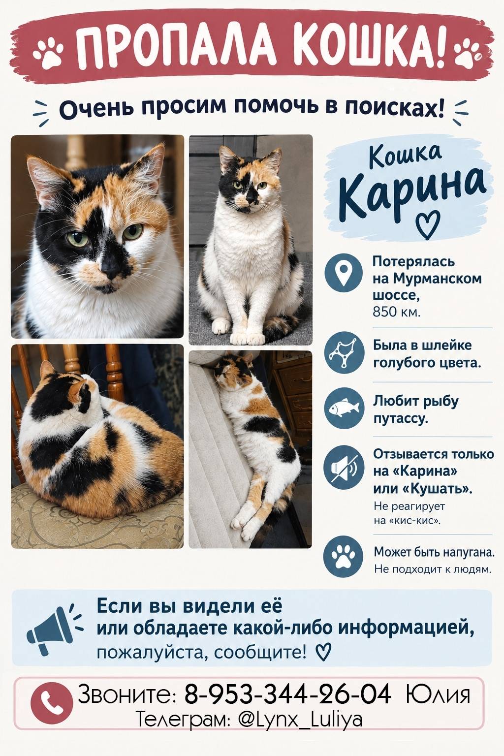 Пропала кошка Карина, Кемский муниципальный округ