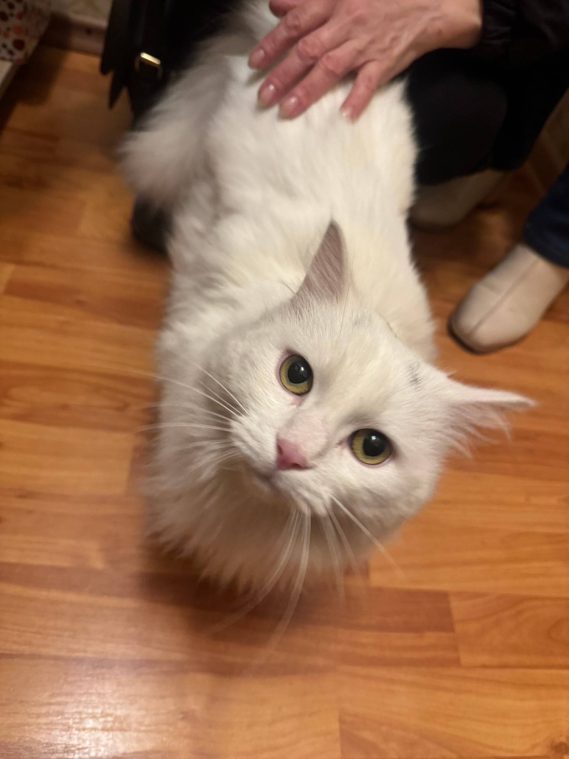 Найден кот, Октябрьский район