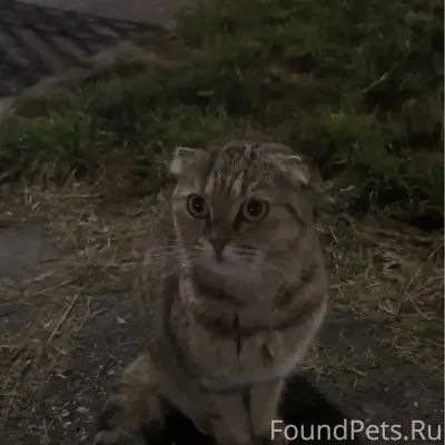 Найдена шотландская вислоухая кошка, Затон