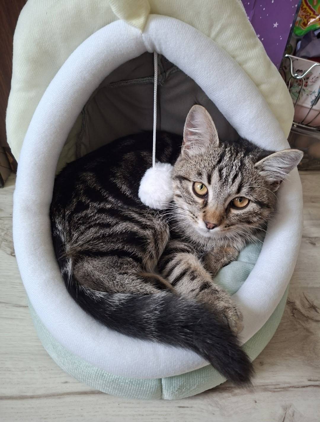 Пропал кот Яша, район улиц Котовского, Матросова