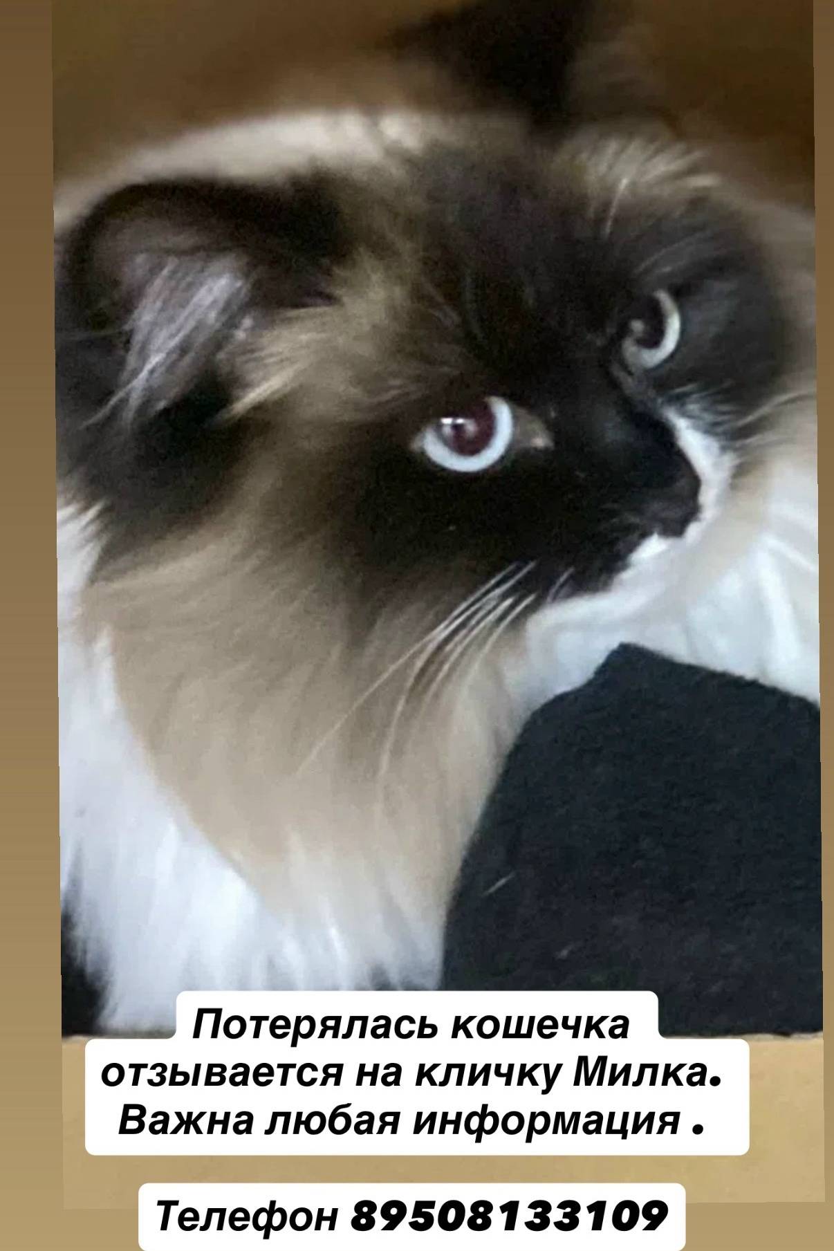 Пропала кошка Милка, улица Свердлова