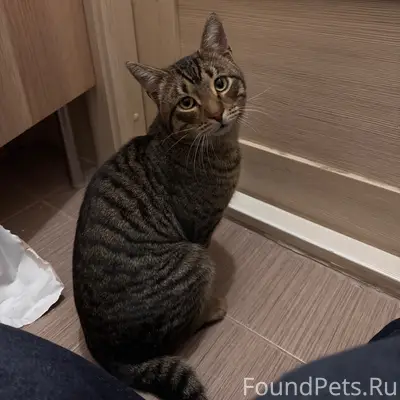 Найден кот, Мега парк