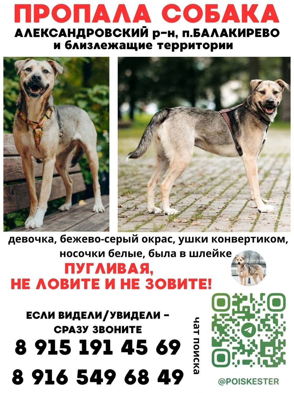 Пропала собака, бежевый окрас, Балакирево