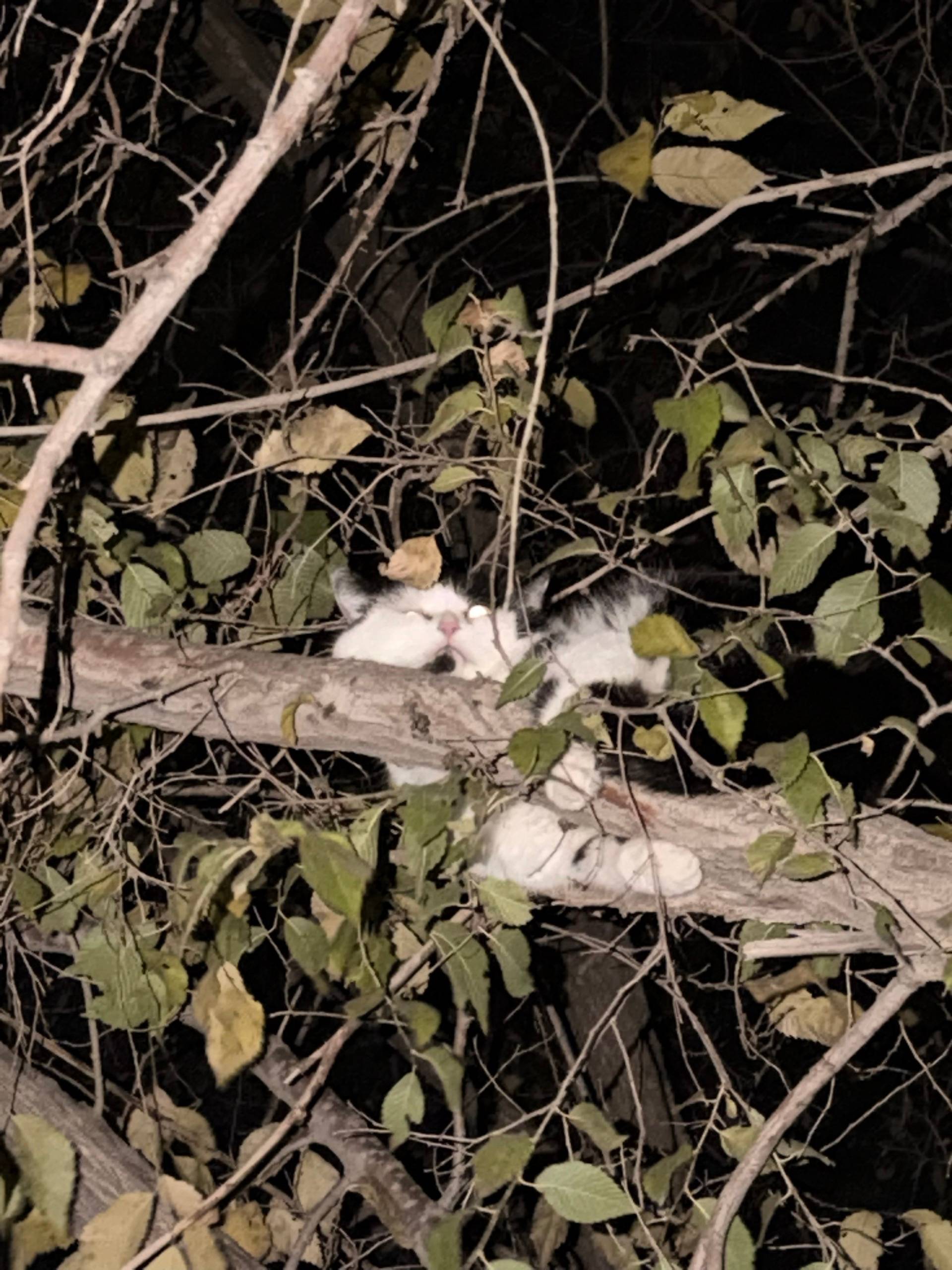 Найден кот, 5 мкр, 42 дом