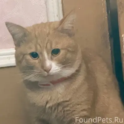 Пропал кот Рыжик, Балашиха