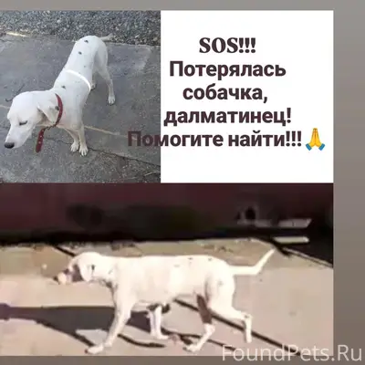 Пропала собака далматинец, район динамика г. Лабинск