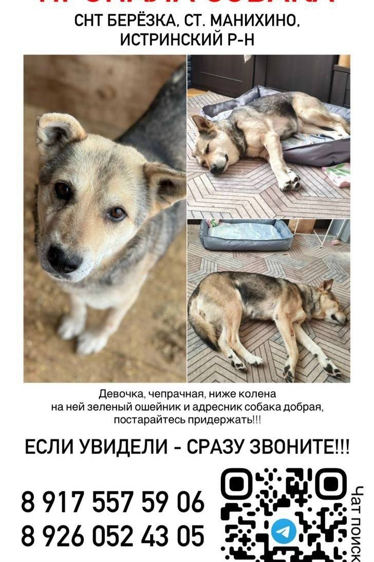 Пропала собака Найда, Истринский р-н