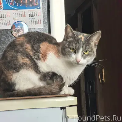 Пропала кошка Милка, школьный бульвар