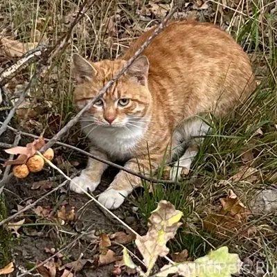 Найден рыжий кот Рыжик, район Мега-школы, Воронеж