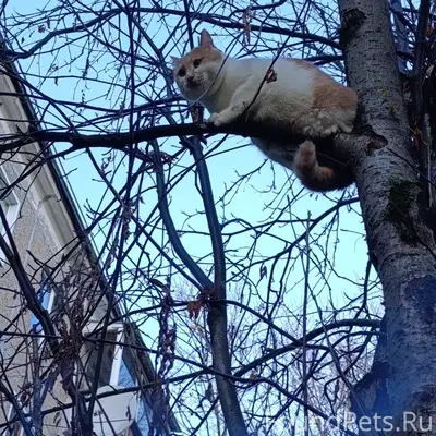 Пропал кот, ЮЗР, ул. Московская 157