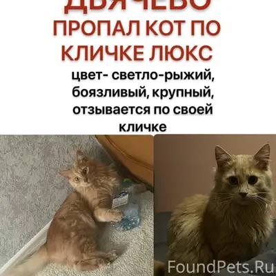 Пропал кот Люкс, Дьячево