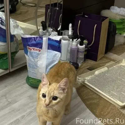 Найдена кошка