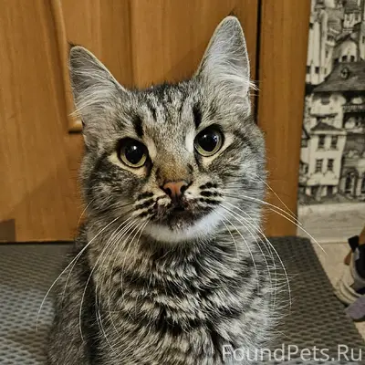 Найдена кошка, Зеленоград