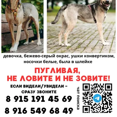 Пропала собака, Балакирево