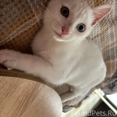 Пропал молодой белый котик, ул. Белорусская