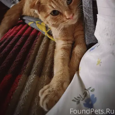 Пропал котенок!!!