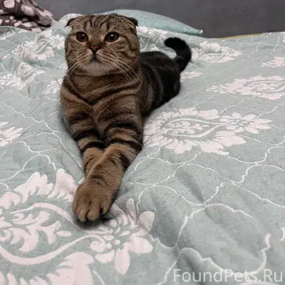 Пропал шотландский вислоухий Марсик, Майма