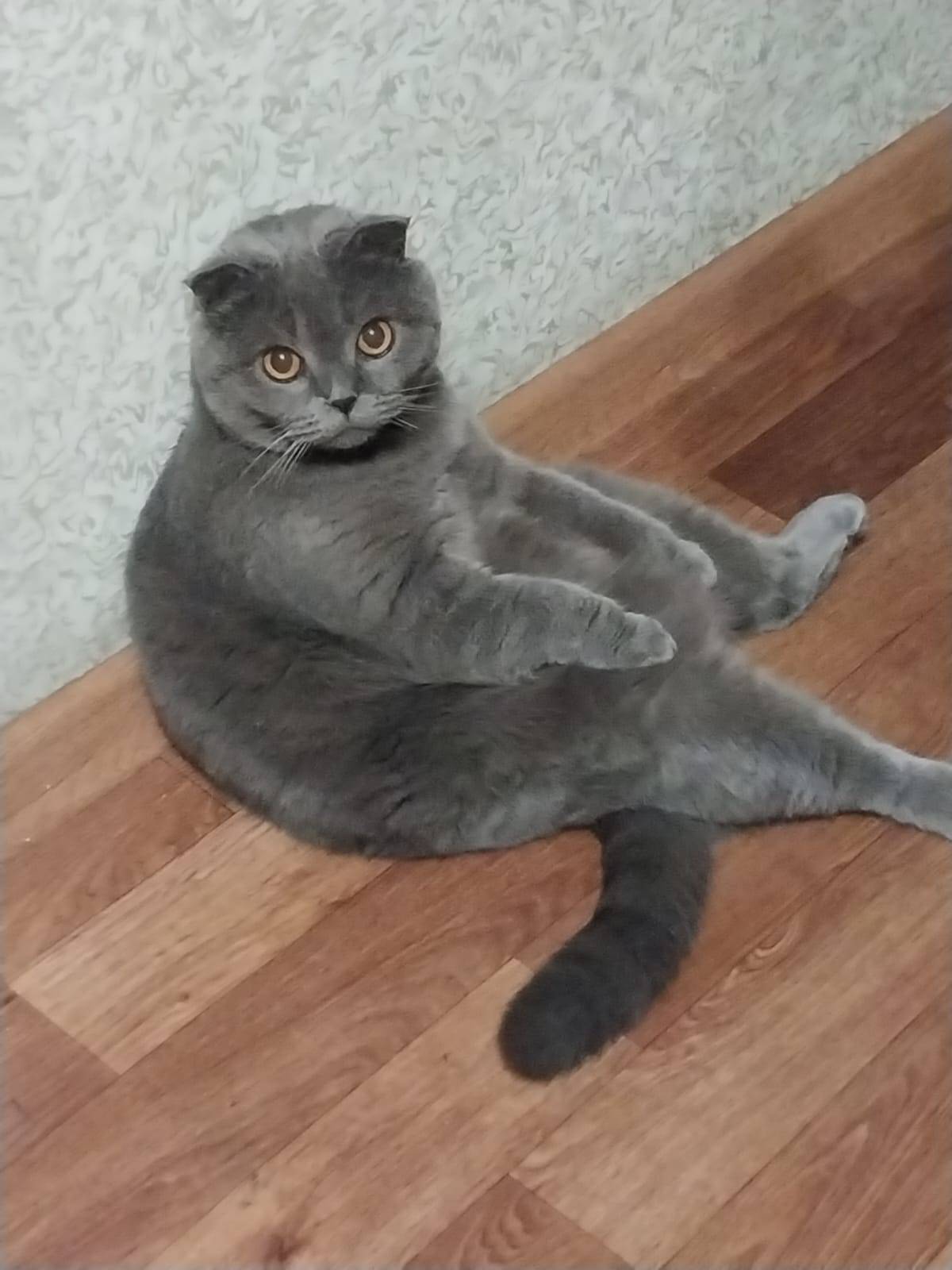 Пропал кот