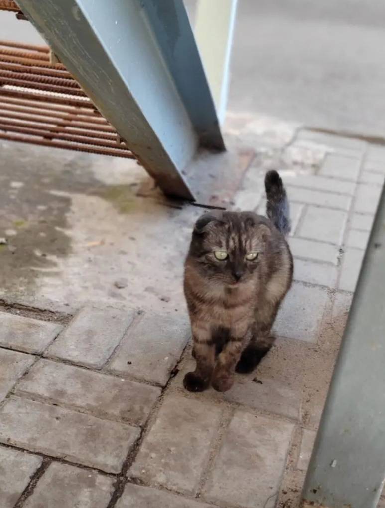 Найден котёнок, девочка
