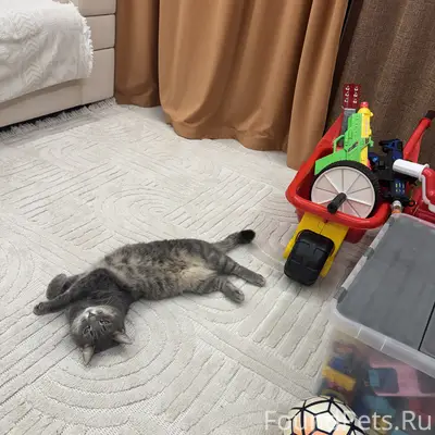 Пропала кошка серая Бетти