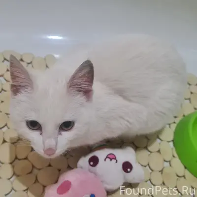 Найден котенок