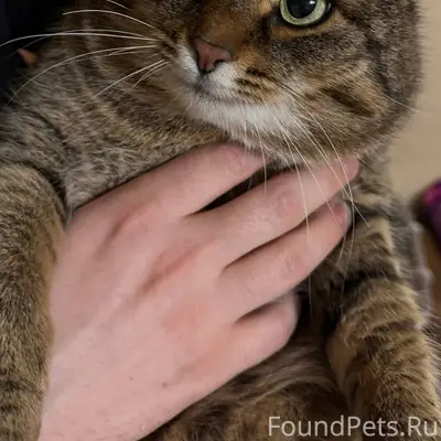 На улице Суворова пропал кот (...