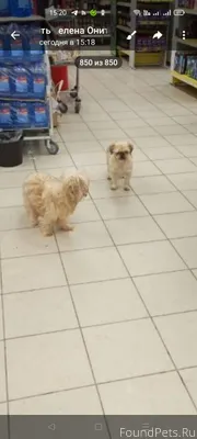 Люди , кто потерял ??? В Камыш...