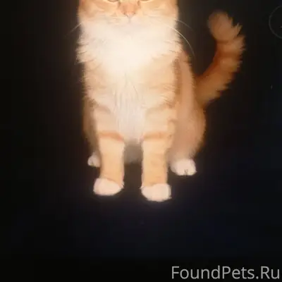 ⛑️⛑️⛑️СЛУЦК. РОЗЫСК КОТА! Проп...