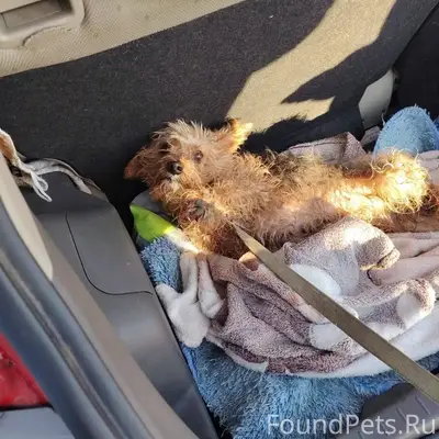 Собачка, девочка, найдена в п....