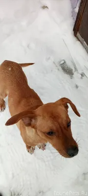 Потерялась собака. Мы не знаем...