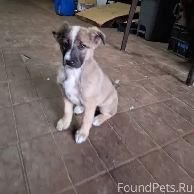 Пропала собака в районе Ассорт...