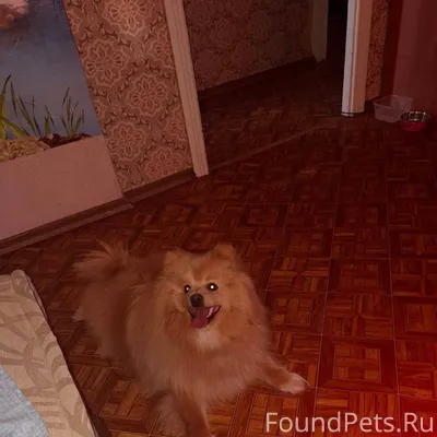 Тула еееее Найдена.шпиц в Заре...