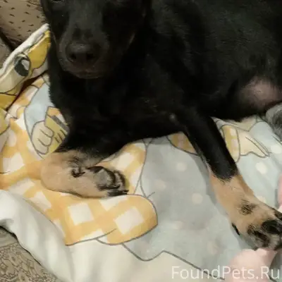 Внимание только что найден щен...